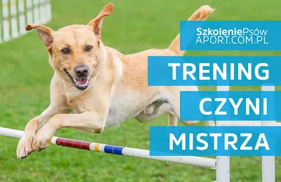 Aport-profesjonalne szkolenie psów Wrocław